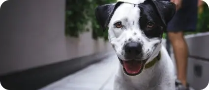 dog