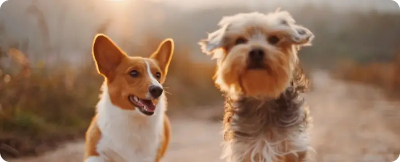dog