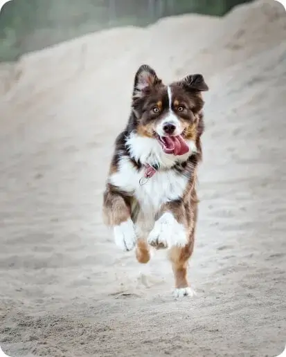dog