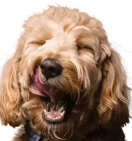 dog